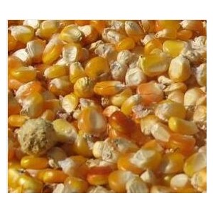 天惠常年現款求購玉米小麥大豆高粱等飼料