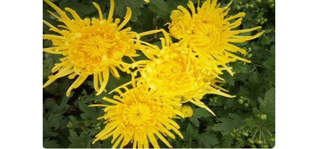 “中國菊花之鄉”，安陽市林州市茶店鎮太行菊花